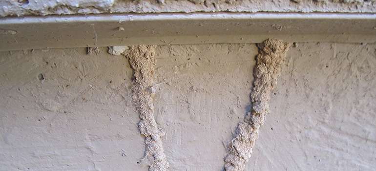 Un tunnel de termites dans une fondation de béton