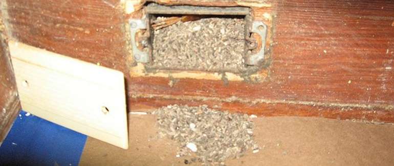Un espace rempli de crottes de souris derrière le cache des prises électriques. © nolaclutterbusters