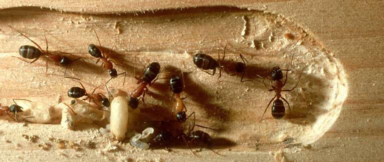 Les fourmis charpentières aiment, comme les termites, manger le bois humide. 
