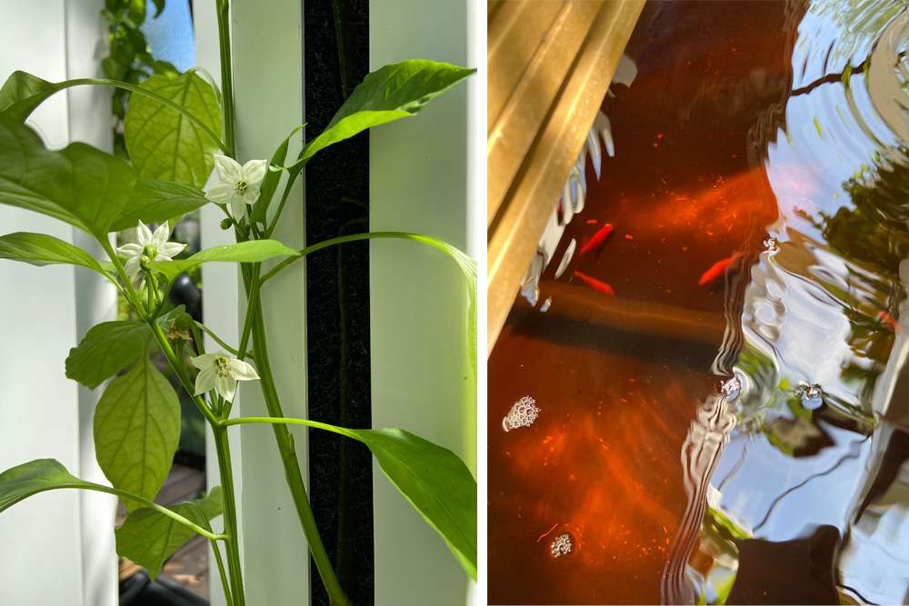  Aquaponie : Des légumes en symbiose avec des poissons