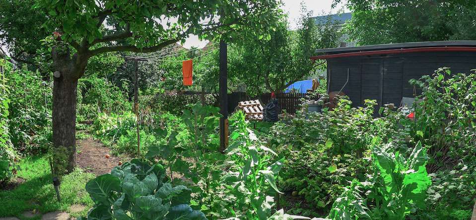 L'aménagement d'une cour peut se faire selon les principes de la permaculture