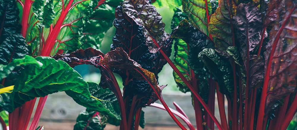 La bette à carde rouge au jardin