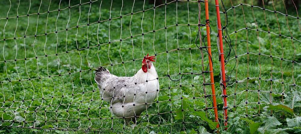 Les animaux sont utiles en permaculture