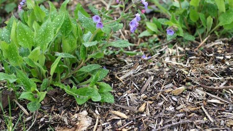 Le le paillis de bois raméal fragmenté dans les plates-bandes