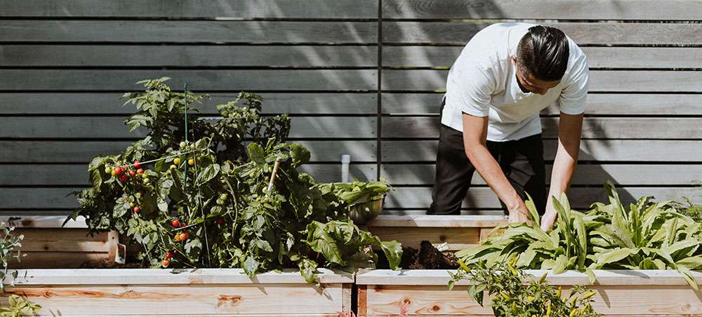 Faire pousser des légumes en ville