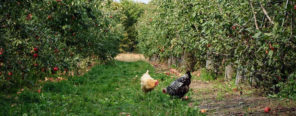 Des poules dans le verger