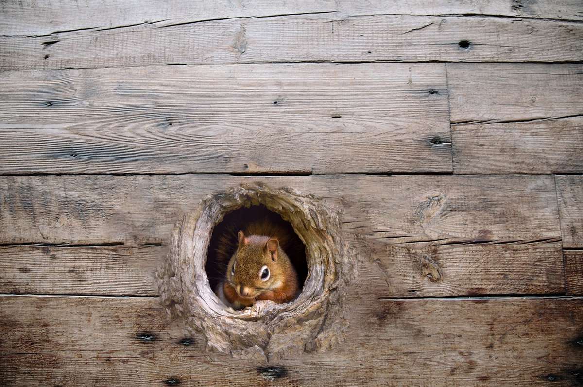 tamia trou mur en bois