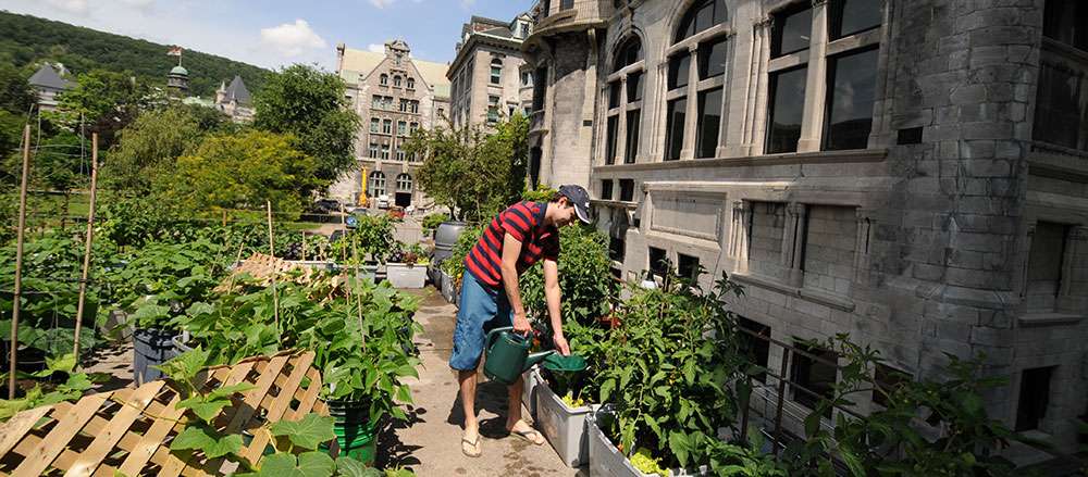 Les jardins du Santropol roulant, un projet inspirant d'agriculture urbaine