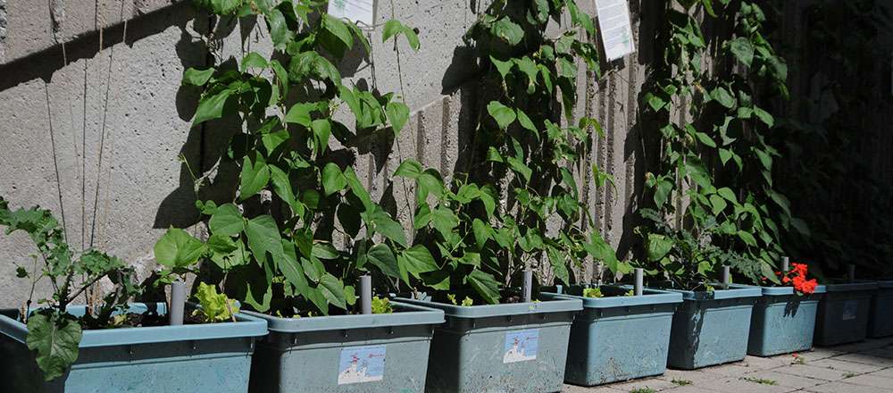 Les bacs de culture pour faire pousser des légumes plus facilement
