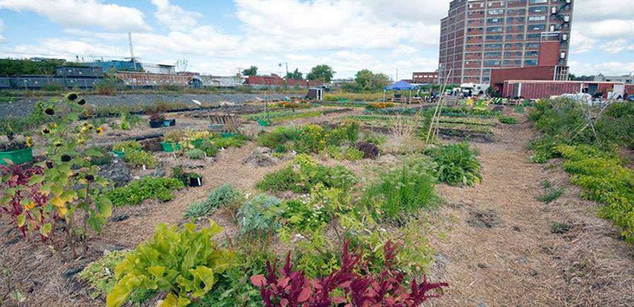 Les jardin de Projet Éphémères, un projet d'agriculture urbaine sur chantier de construction
