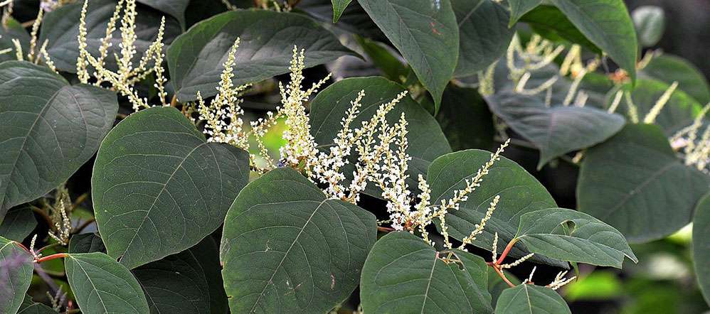 La renouée japonaise est une plantes envahissante extremement difficile à éliminer