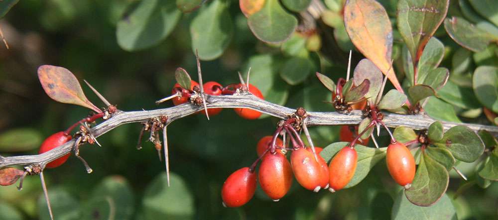 Une branche d'Épine-vinette invasive 