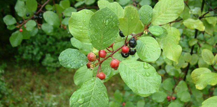 Le nerprun bourdaine est particulièrement envahissant en forêt.
