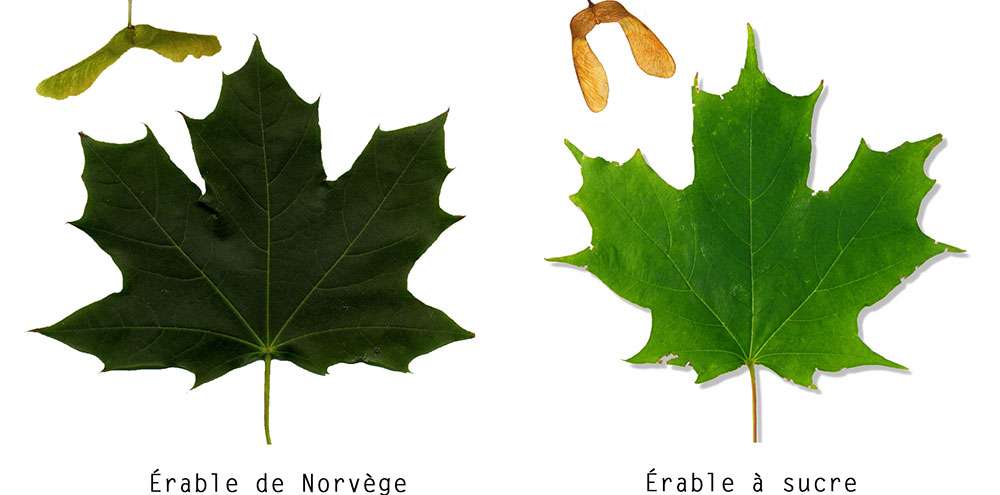 Les feuilles de l'Érable à sucre et de l'Érable de Norvège envahissant 
