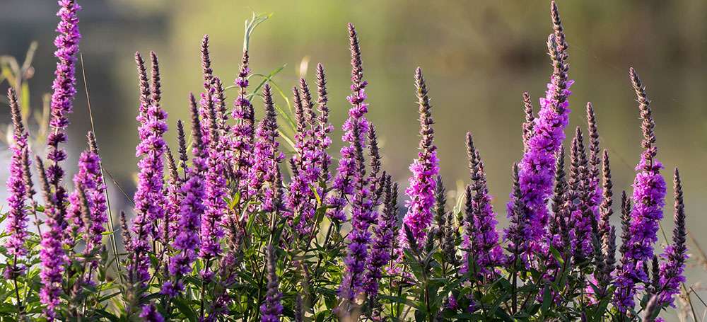 La salicaire est bien jolie mais c'est une plante envahissante au Quebec