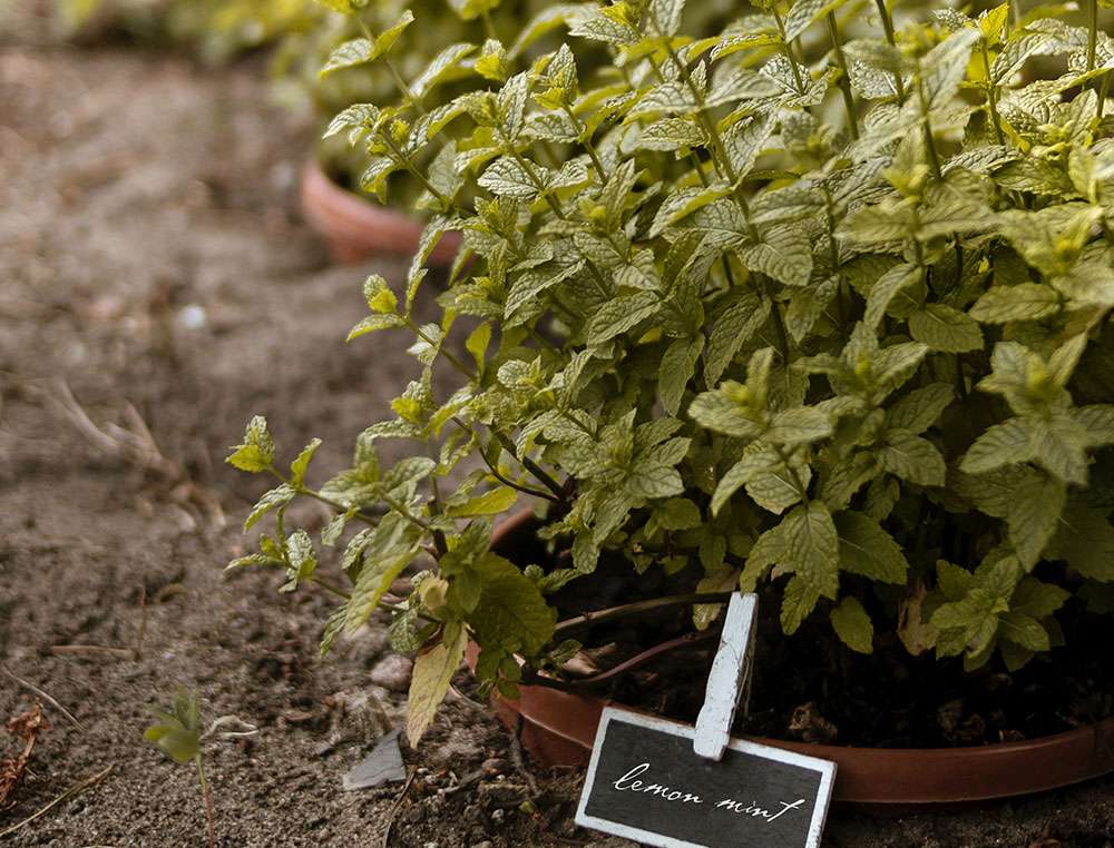 La menthe a avantage a être contenue pour ne pas être envahissante aux jardins de Québec