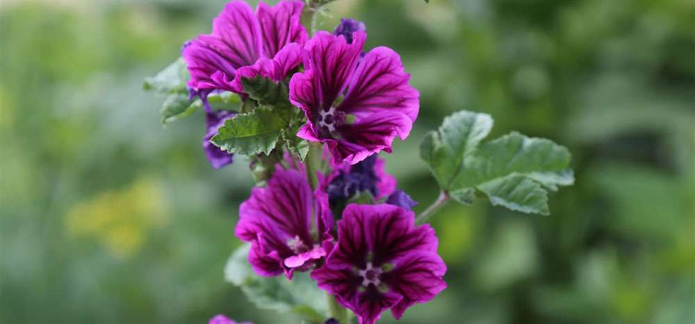 La mauve est joie et utile mais aussi envahissante