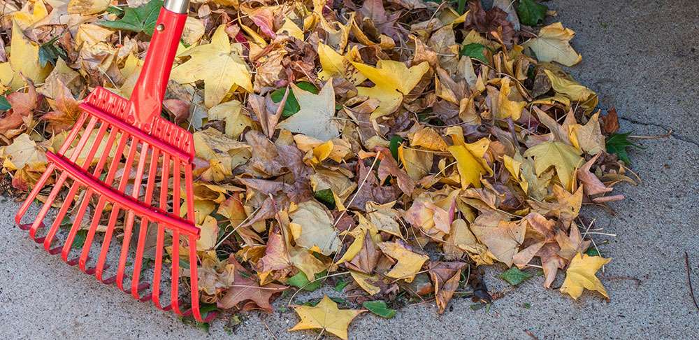 Le ramassage des feuilles peut être écologique 