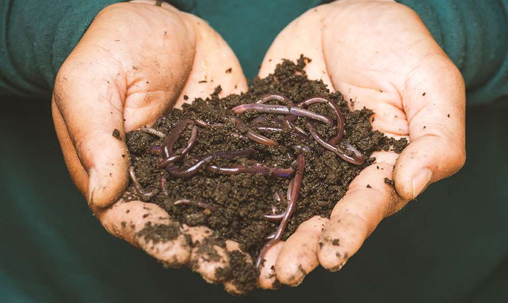 Le vermicompostage pour faire son compost en appartement