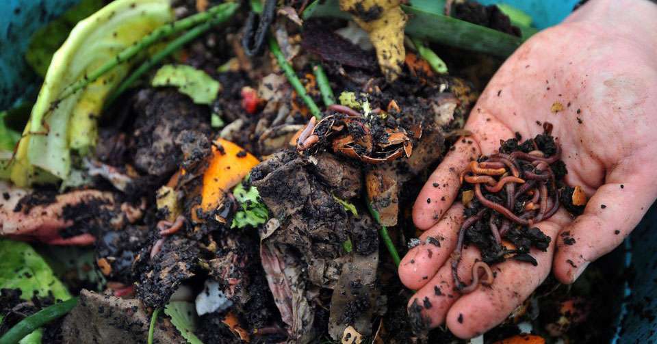 Les vers à compost et leur nourriture