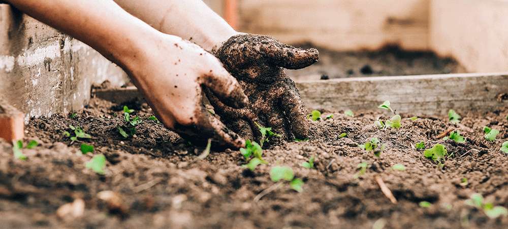 Utiliser le compost comme amendement au jardin