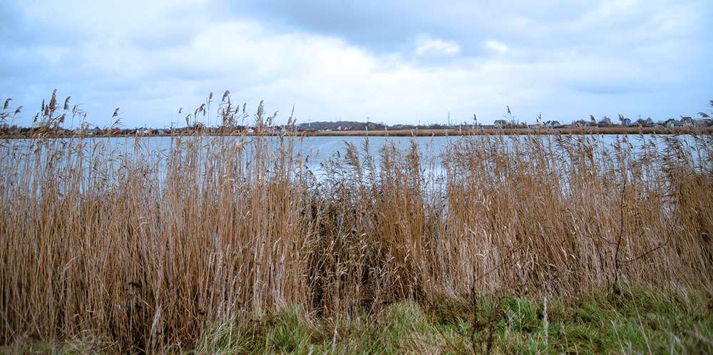L'aménagement paysager au bord de l'eau peut comprendre des plantes herbacées