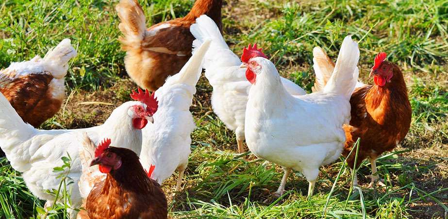 Pour éviter la propagation de certaines maladies, les propriétaires de poules doivent s’enregistrer auprès de leur municipalité 