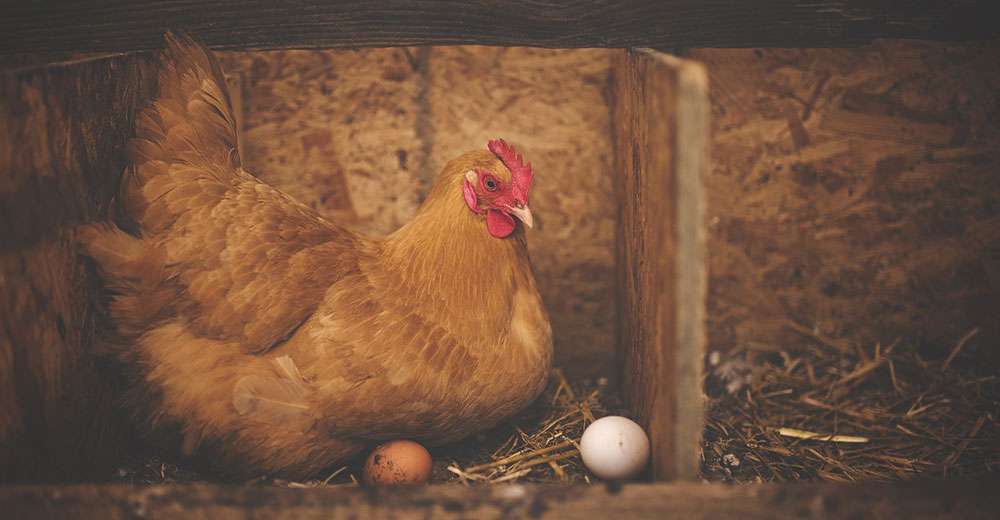 Les poules pondeuses sont de plus en plus présentes en ville