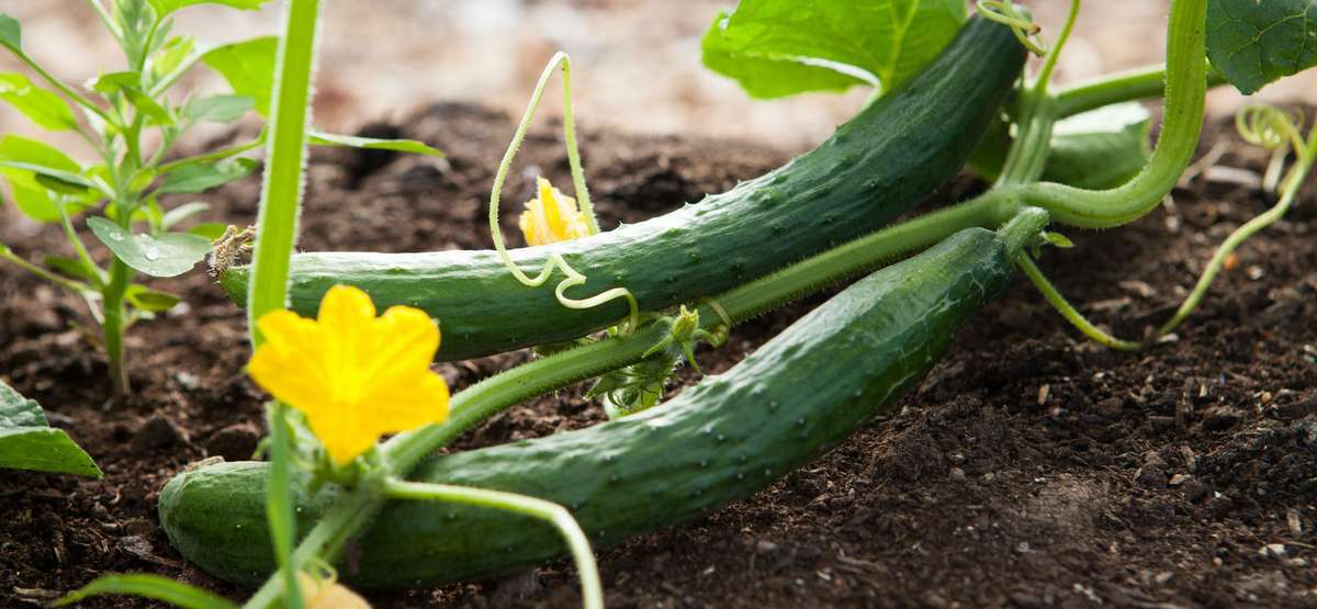 La production de légumes est possible dans les cours de nos maison