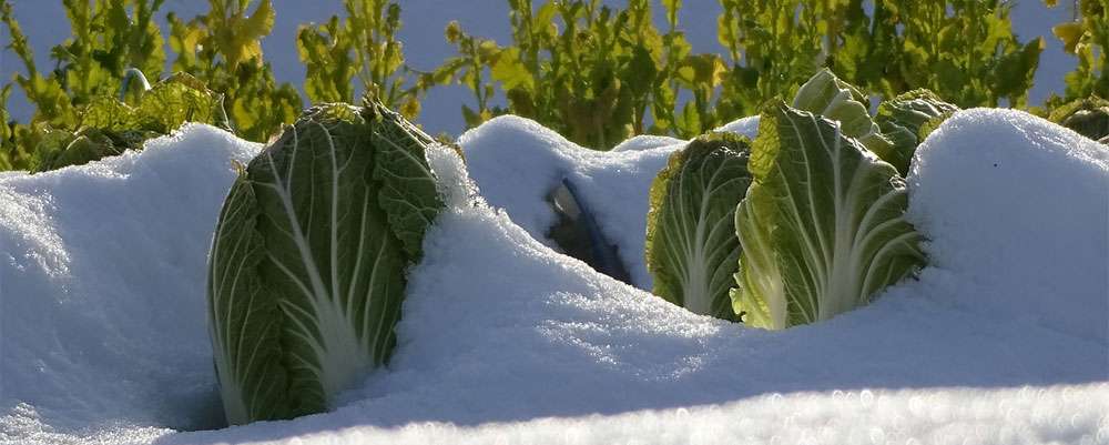 Le chou un légumes résistant au froid qui se cultive bien au Québec