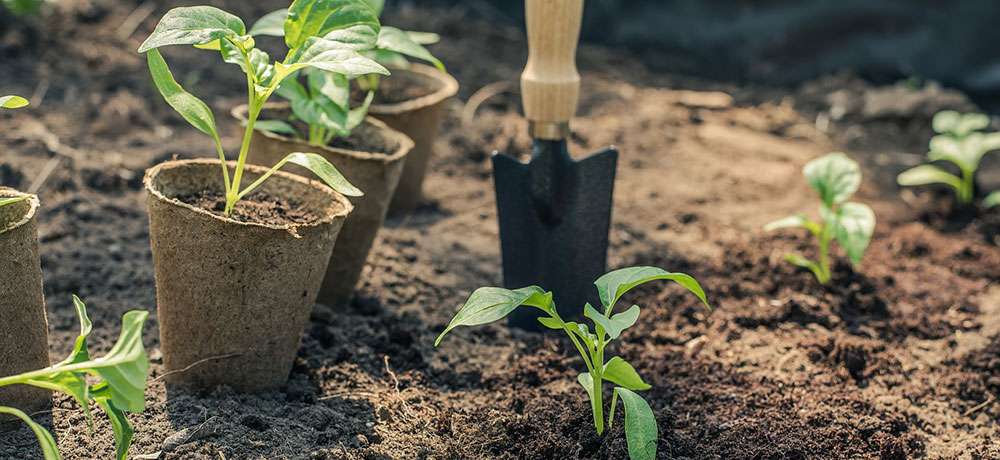 La transplantation des semis d'intérieur au jardin potager