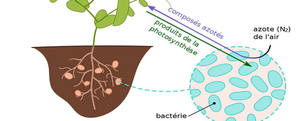 La symbiose
