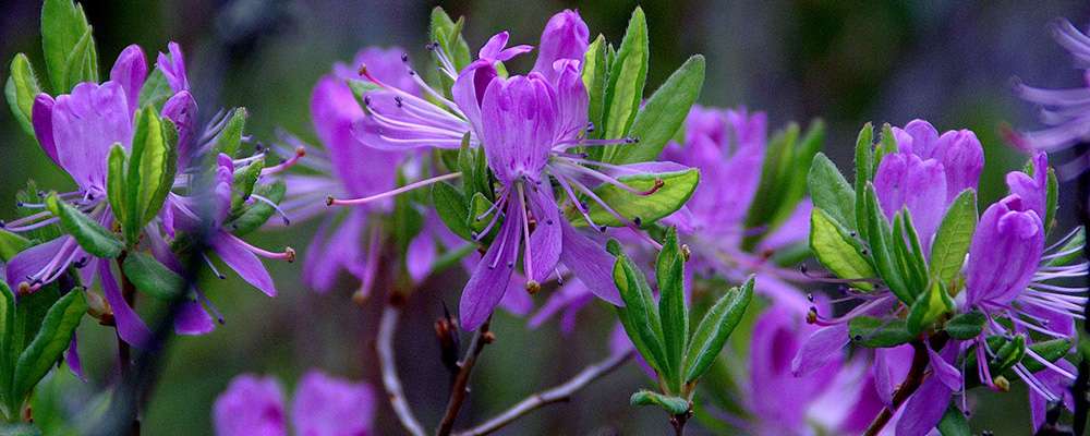 Rhododendron du Canada