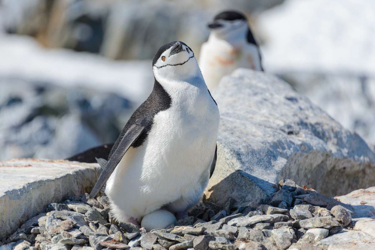 Hé ho les pingouins !