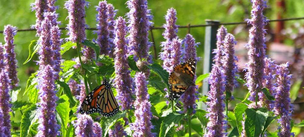 Jardin en permaculture