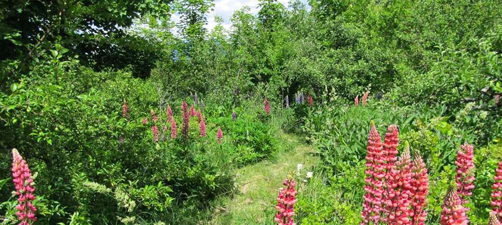 La forêt nourricière de Wen Rolland