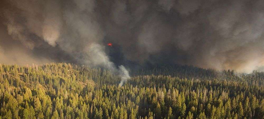 feu de forêt