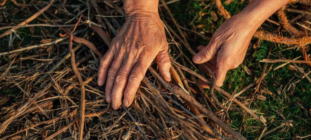 Retrait des branches mortes