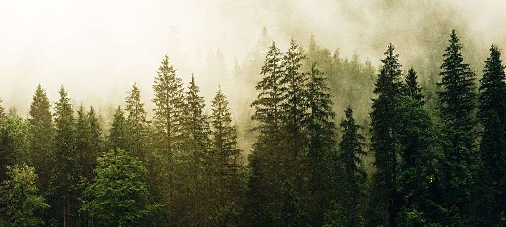 Forêt de conifères