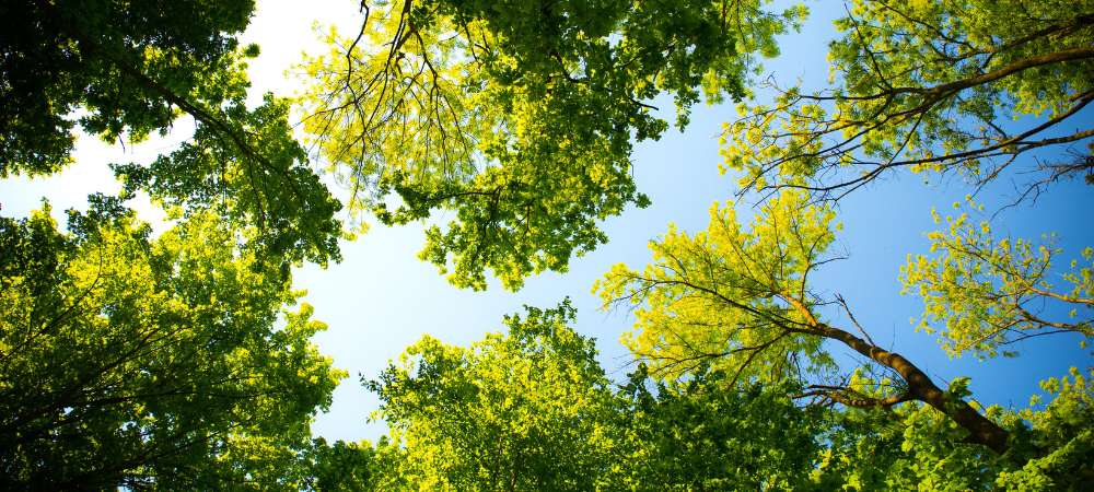 carboneutralité avec crédits carbones