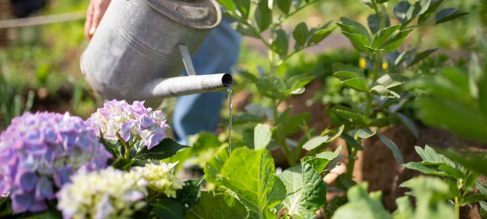 arrosage jardin