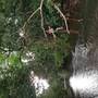 Dominic Gilbert-Julien