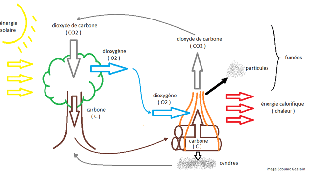 L’arbre et sa combustion