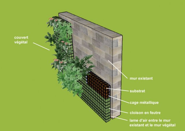 Le mur végétal avec cage métallique