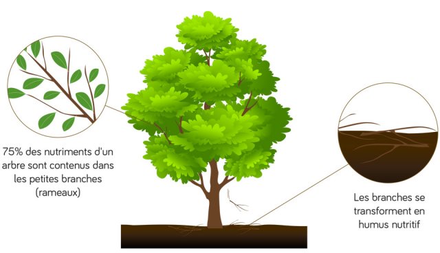 Les rameaux des arbres sont remplis de nutiments avec le paillis de bois raméal fragmenté