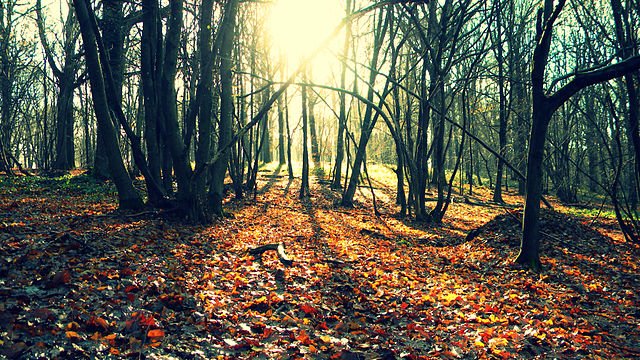 Les arbres à feuilles caduques au sud peuvent fournir de l’ombre en période estivale, et les conifères positionnés au nord peuvent protéger la maison des vents. 